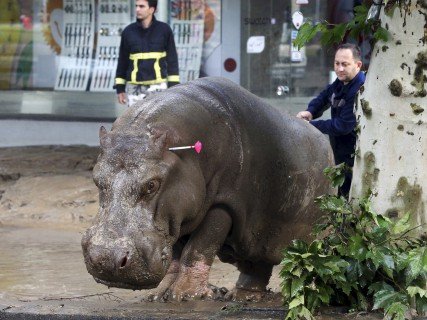 An escaped hippopotamus is tranquilised during the Tbilisi flash floods. (Photo: Independent UK)